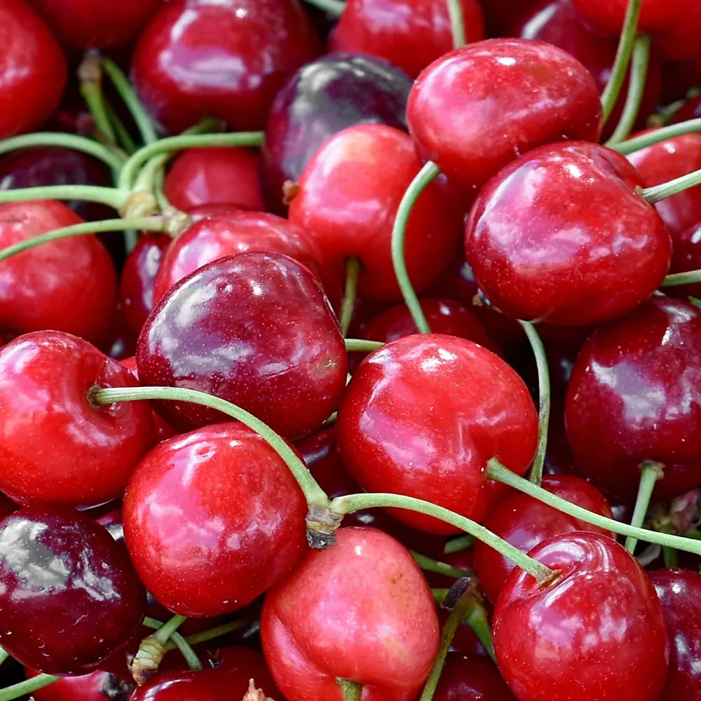 Cerezas - GRIN Group exportación de frutas