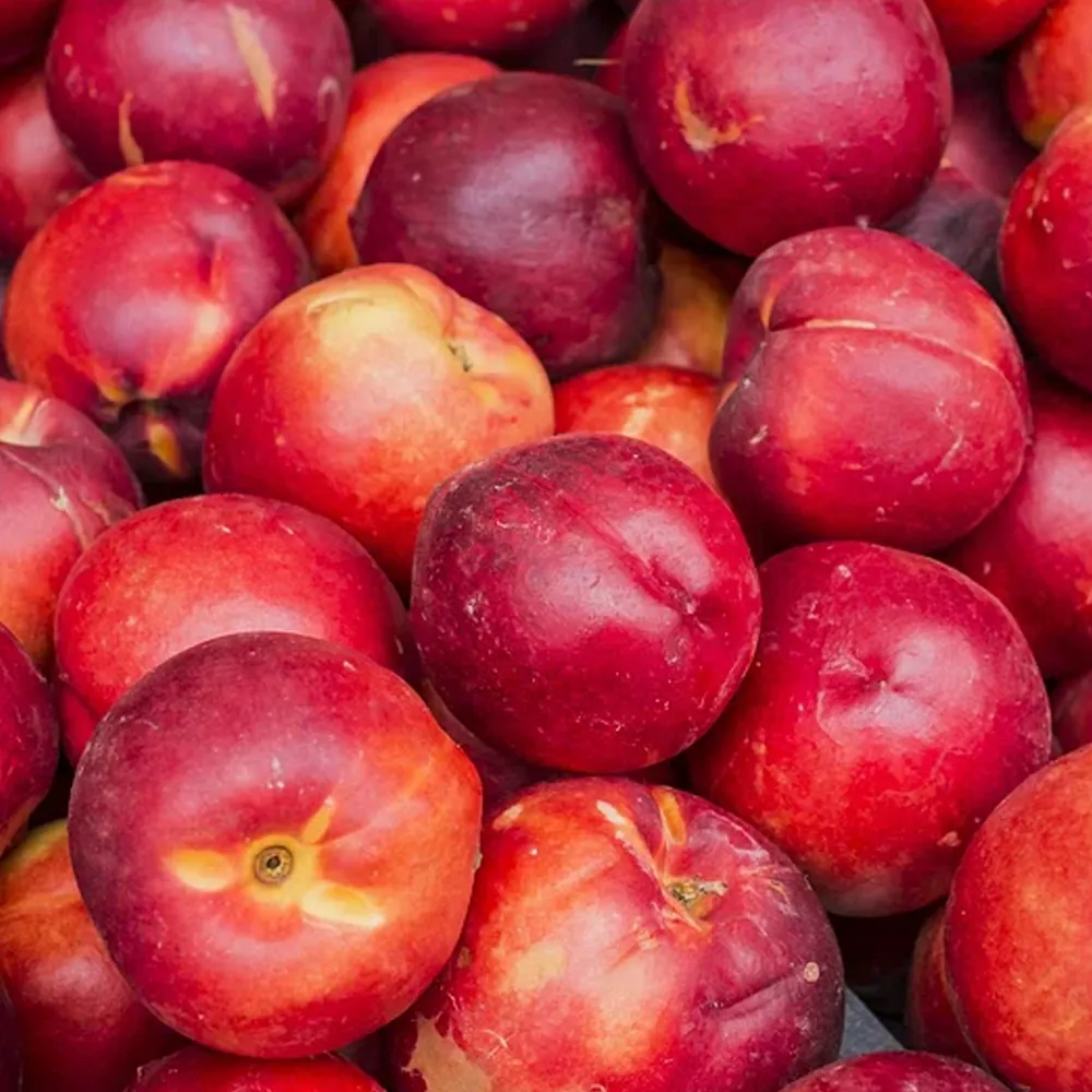 Nectarines - GRIN Group exportación de frutas